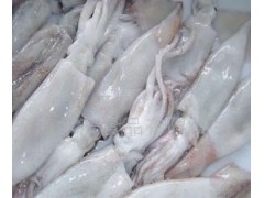 梧州市冷凍墨魚冷凍馬頭魚