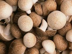 信譽好的香菇批發商 供銷香菇