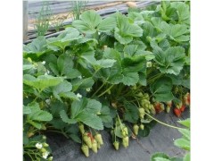 泰安豐香草莓苗哪里有供應|便宜豐香草莓苗