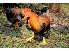 廣東東莞深圳附近那里有正宗散養的走地雞土雞月子雞買多少錢一只